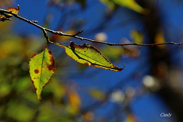 IMG_0587.JPG IMG_0587.JPG