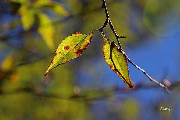 IMG_0588.JPG IMG_0588.JPG