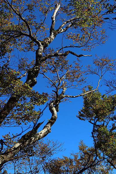 IMG_0635.JPG IMG_0635.JPG