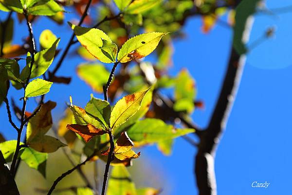 IMG_0648.JPG IMG_0648.JPG