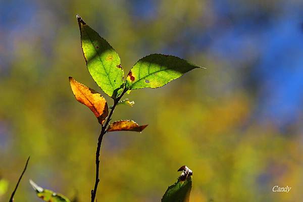 IMG_0652.JPG IMG_0652.JPG