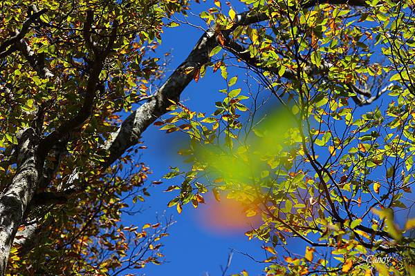 IMG_0654.JPG IMG_0654.JPG