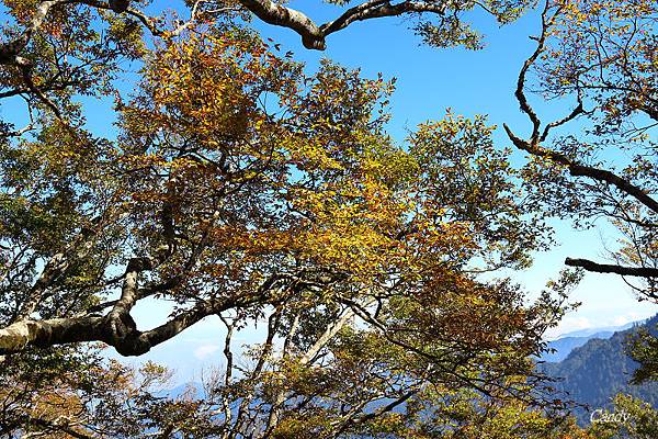 IMG_0661.JPG IMG_0661.JPG