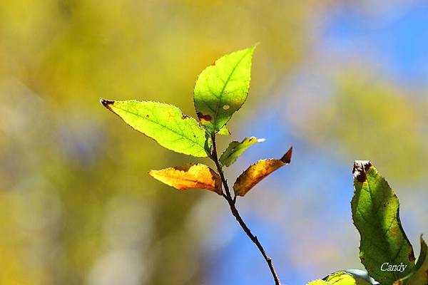 IMG_0695.JPG IMG_0695.JPG