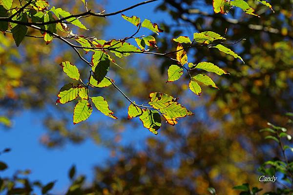 IMG_0731.JPG IMG_0731.JPG