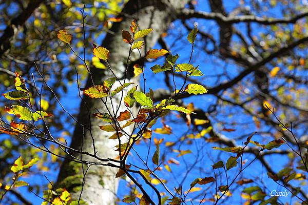 IMG_0723.JPG IMG_0723.JPG