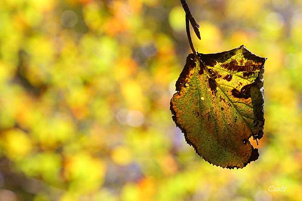 IMG_0784.JPG IMG_0784.JPG