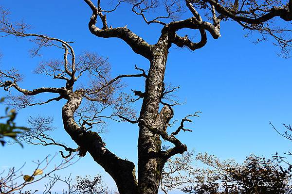 IMG_0740.JPG IMG_0740.JPG