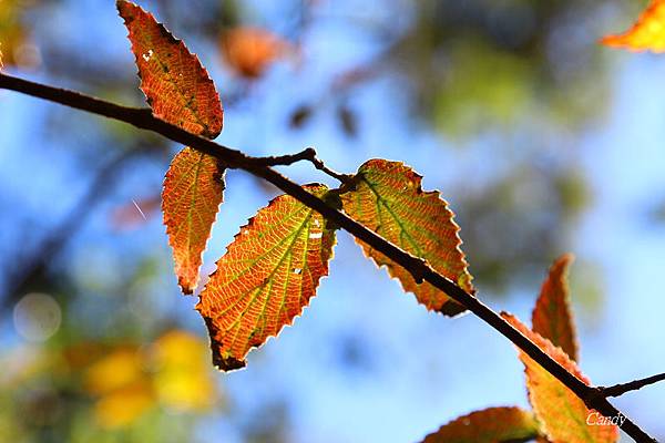 IMG_0794.JPG IMG_0794.JPG