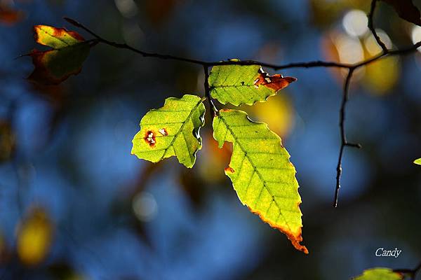 IMG_0798.JPG IMG_0798.JPG