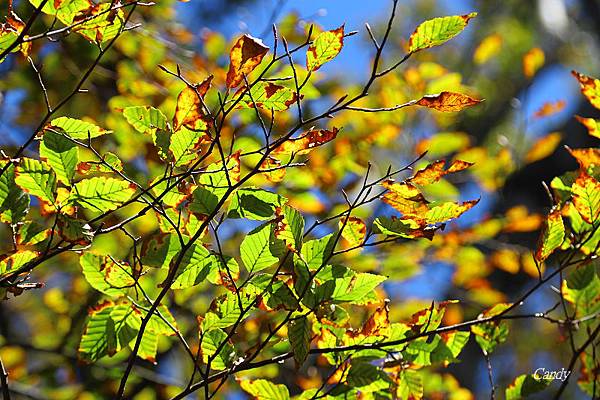 IMG_0805.JPG IMG_0805.JPG