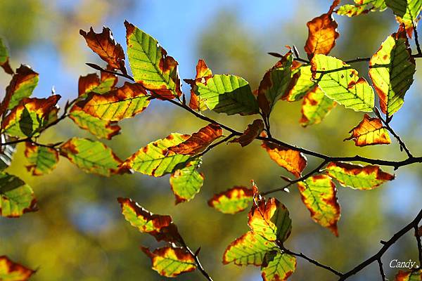 IMG_0808.JPG IMG_0808.JPG