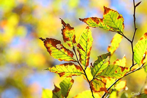 IMG_0817.JPG IMG_0817.JPG