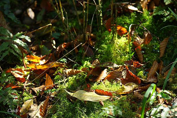 IMG_0832.JPG IMG_0832.JPG