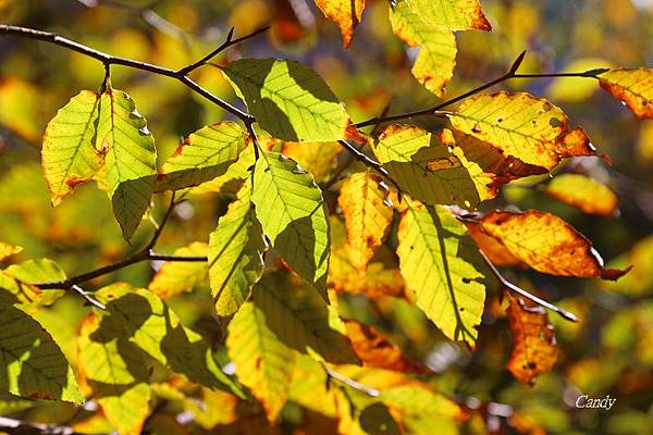 IMG_0872.JPG IMG_0872.JPG