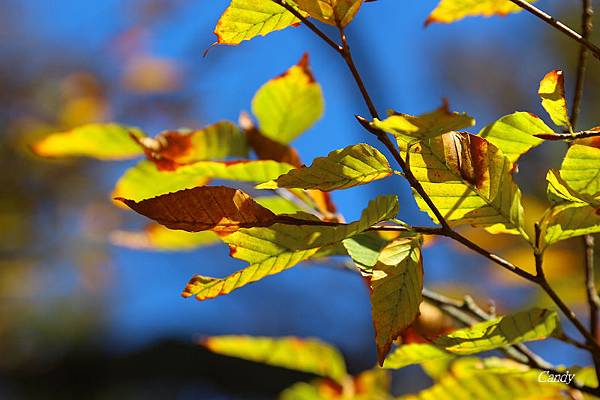 IMG_0887.JPG IMG_0887.JPG