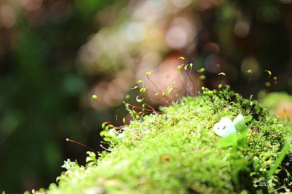 IMG_0946.JPG IMG_0946.JPG