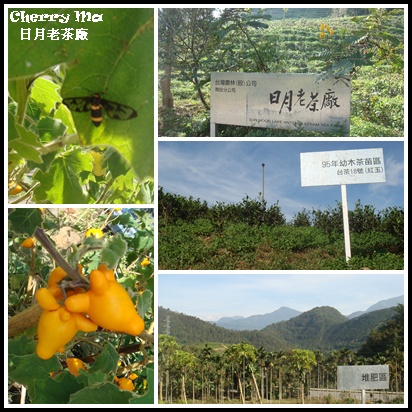 日月老茶廠 日月老茶廠