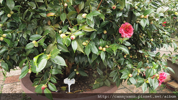 孟宗山莊~茶花展 孟宗山莊~茶花展