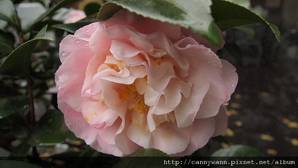 孟宗山莊~茶花展 孟宗山莊~茶花展