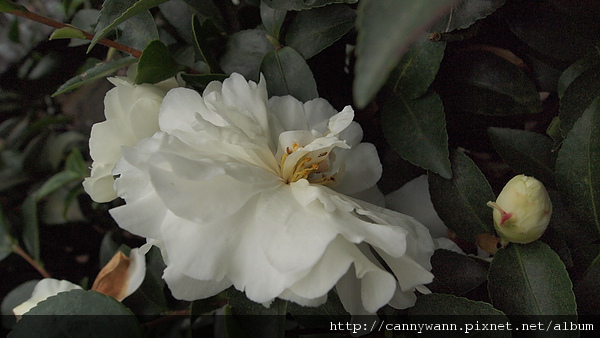 孟宗山莊~茶花展 孟宗山莊~茶花展