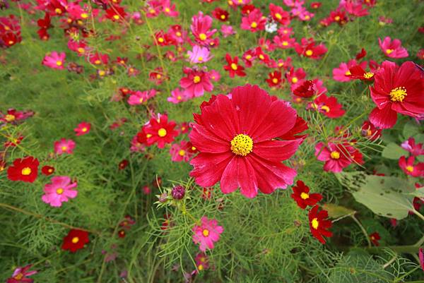 IMG_9681 (自訂).JPG IMG_9681 (自訂).JPG