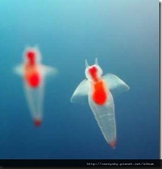 20081210-9 20081210-9