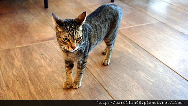 【飲記】台中。《貓●旅行咖啡輕食館 》-貓●旅行咖啡輕食館 【飲記】台中。《貓●旅行咖啡輕食館 》-貓●旅行咖啡輕食館