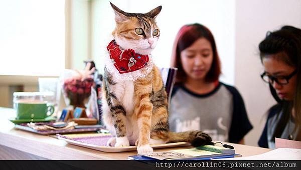 【飲記】台中。《貓●旅行咖啡輕食館 》-貓●旅行咖啡輕食館 【飲記】台中。《貓●旅行咖啡輕食館 》-貓●旅行咖啡輕食館