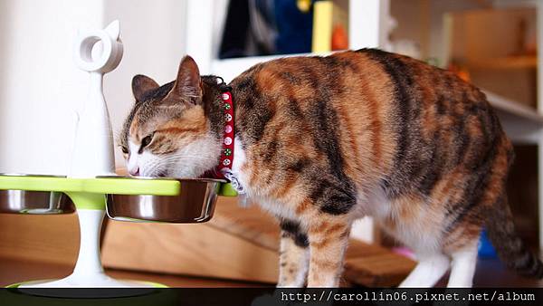 【飲記】台中。《貓●旅行咖啡輕食館 》-貓●旅行咖啡輕食館 【飲記】台中。《貓●旅行咖啡輕食館 》-貓●旅行咖啡輕食館