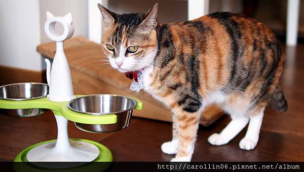 【飲記】台中。《貓●旅行咖啡輕食館 》-貓●旅行咖啡輕食館 【飲記】台中。《貓●旅行咖啡輕食館 》-貓●旅行咖啡輕食館