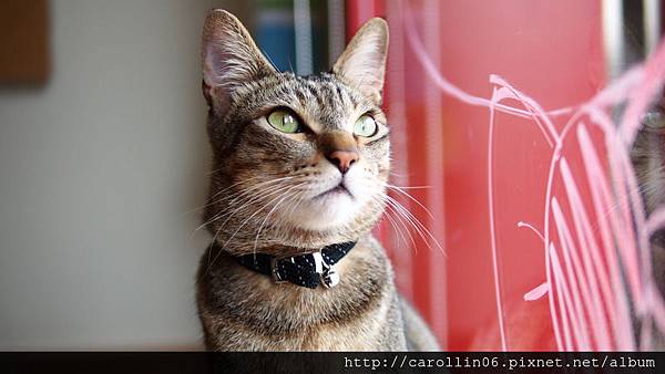 【飲記】台中。《貓●旅行咖啡輕食館 》-貓●旅行咖啡輕食館 【飲記】台中。《貓●旅行咖啡輕食館 》-貓●旅行咖啡輕食館