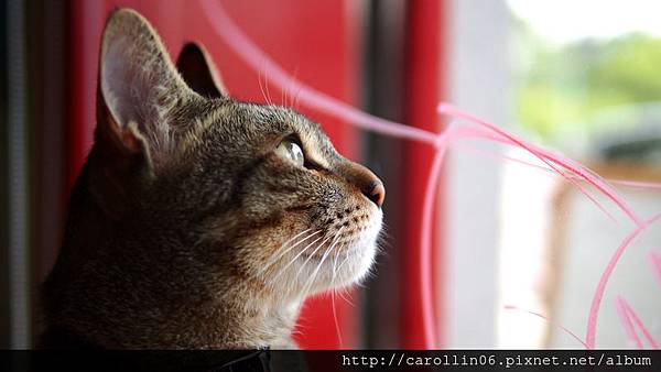 【飲記】台中。《貓●旅行咖啡輕食館 》-貓●旅行咖啡輕食館 【飲記】台中。《貓●旅行咖啡輕食館 》-貓●旅行咖啡輕食館