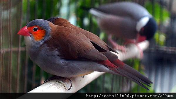 【食記】台中。桃花緣記《桃花源》異國料理-桃花源 【食記】台中。桃花緣記《桃花源》異國料理-桃花源