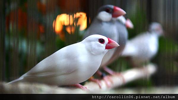 【食記】台中。桃花緣記《桃花源》異國料理-桃花源 【食記】台中。桃花緣記《桃花源》異國料理-桃花源