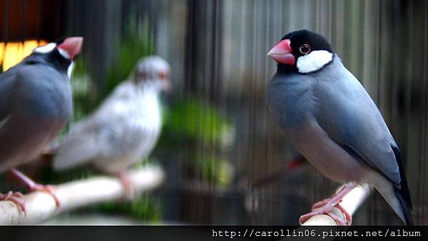 【食記】台中。桃花緣記《桃花源》異國料理-桃花源 【食記】台中。桃花緣記《桃花源》異國料理-桃花源