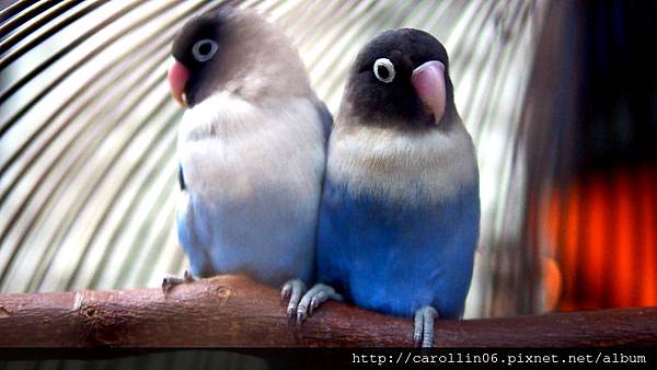 【食記】台中。桃花緣記《桃花源》異國料理-桃花源 【食記】台中。桃花緣記《桃花源》異國料理-桃花源