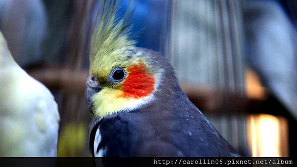 【食記】台中。桃花緣記《桃花源》異國料理-桃花源 【食記】台中。桃花緣記《桃花源》異國料理-桃花源