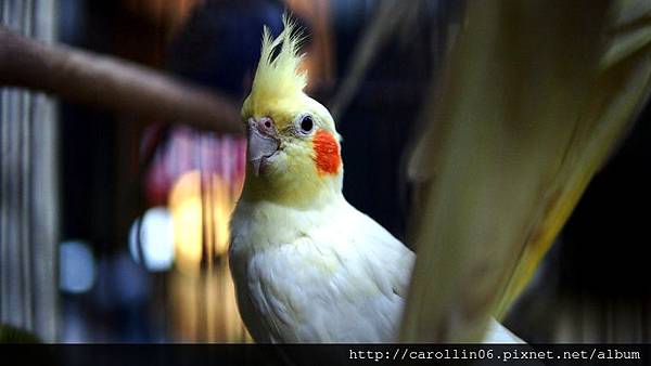 【食記】台中。桃花緣記《桃花源》異國料理-桃花源 【食記】台中。桃花緣記《桃花源》異國料理-桃花源