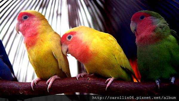 【食記】台中。桃花緣記《桃花源》異國料理-桃花源 【食記】台中。桃花緣記《桃花源》異國料理-桃花源