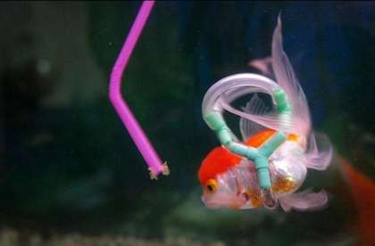 「不會游泳的金魚」