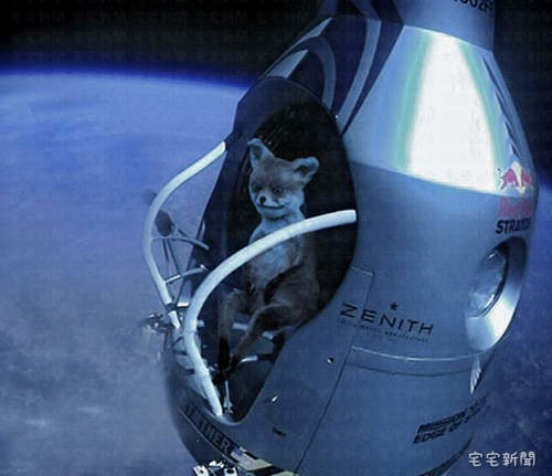 爆紅狐狸07