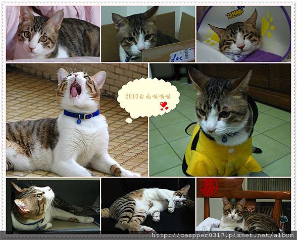 2010台南喵喵喵 2010台南喵喵喵