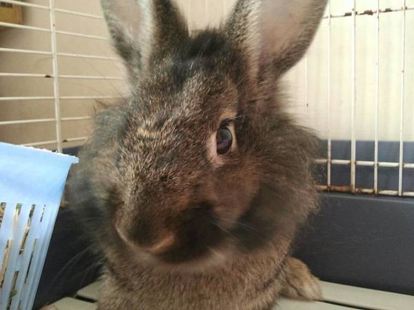 咪兔-男 咪兔-男