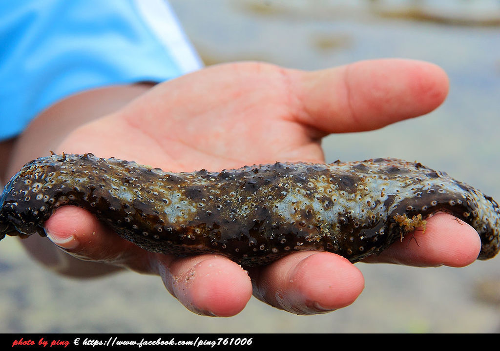 小琉球潮間帶 小琉球潮間帶