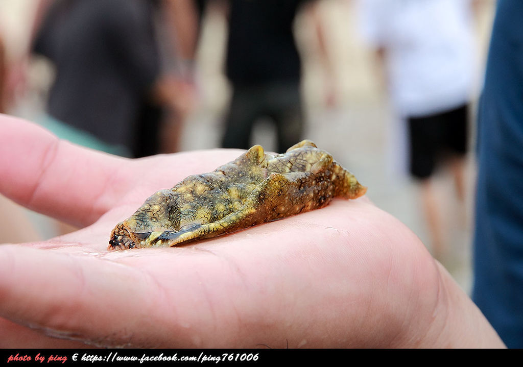 小琉球潮間帶 小琉球潮間帶