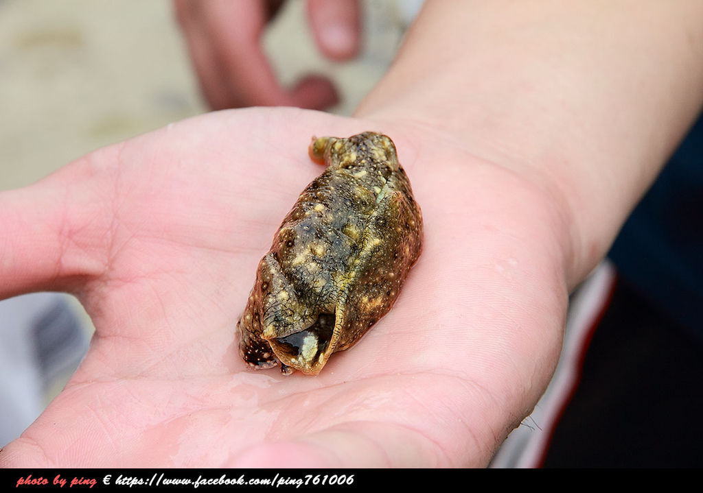 小琉球潮間帶 小琉球潮間帶