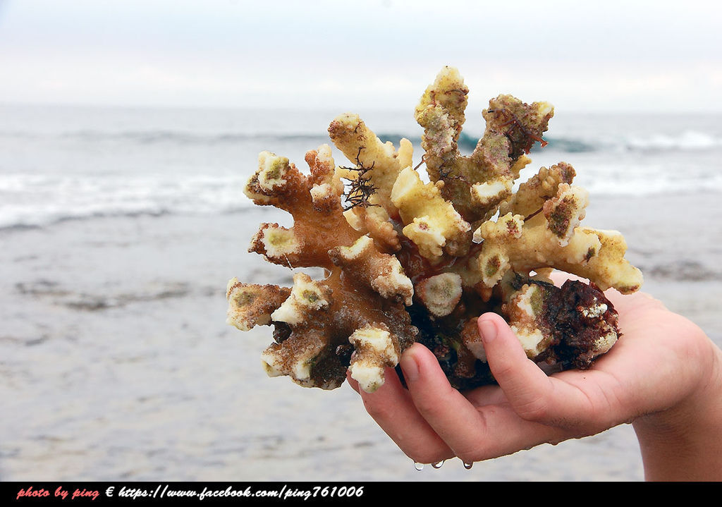 小琉球潮間帶 小琉球潮間帶