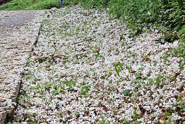 【2013桐花季】超杀记忆卡!浪漫桐花白地毯,感