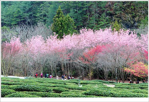 武陵农场赏樱趣~红粉佳人美不胜收,樱花雨飘散
